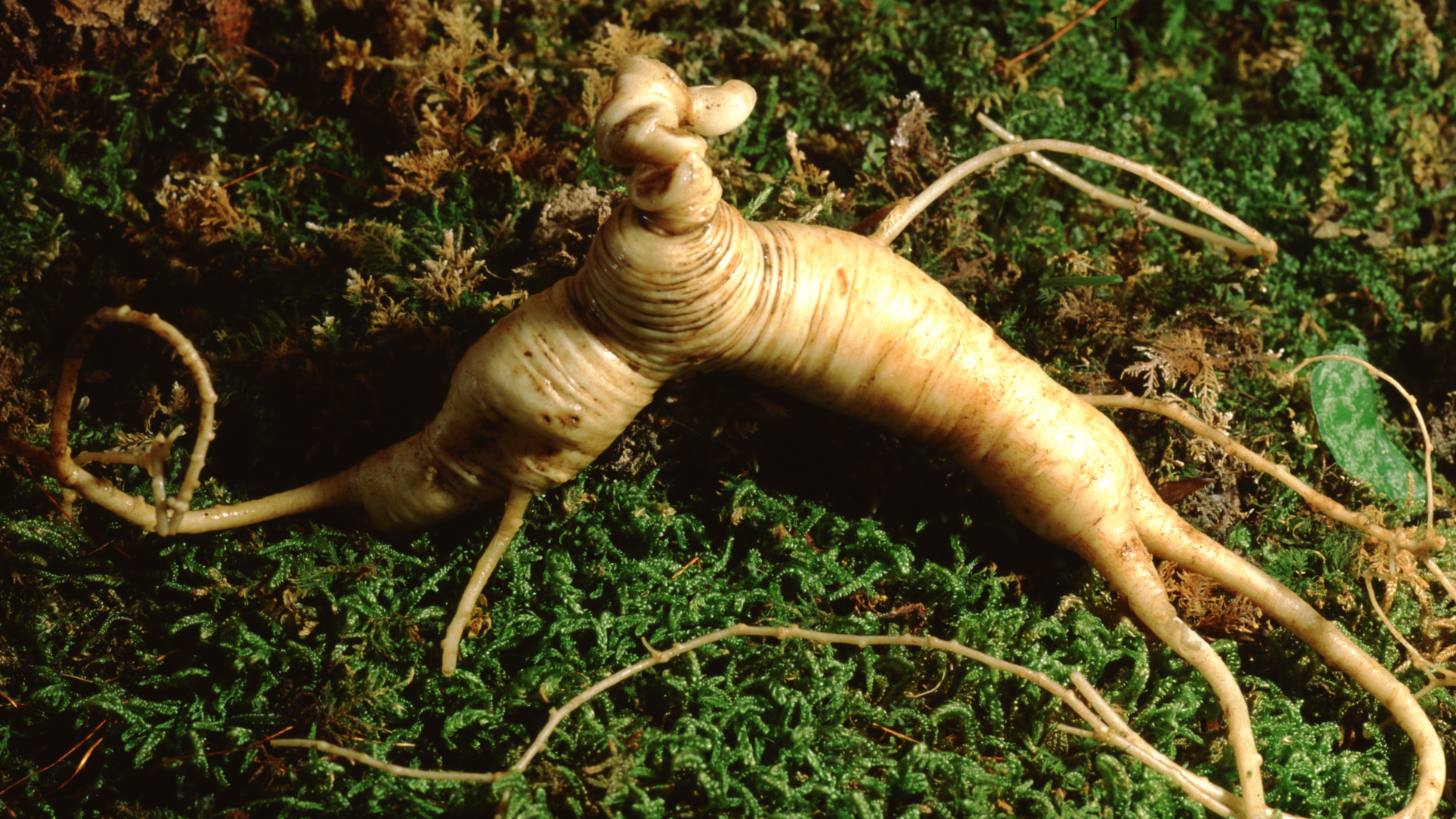 Panax Quinquefolium: The Ancient Root’s Modern Role in Weight Management and Wellness