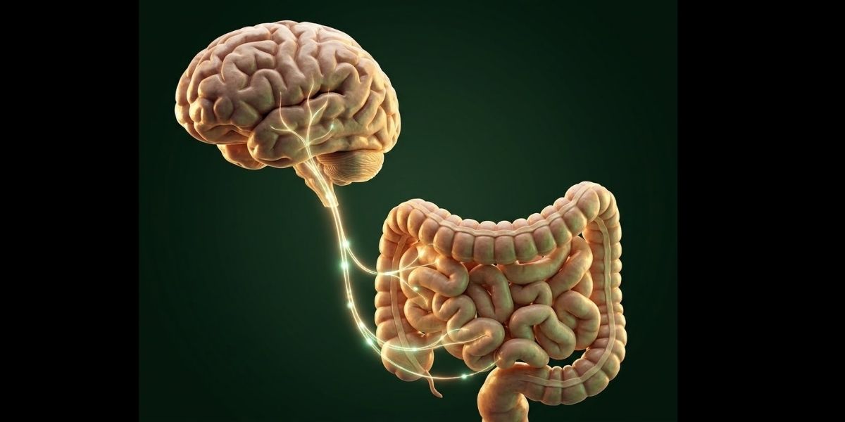The Gut-Brain Connection
